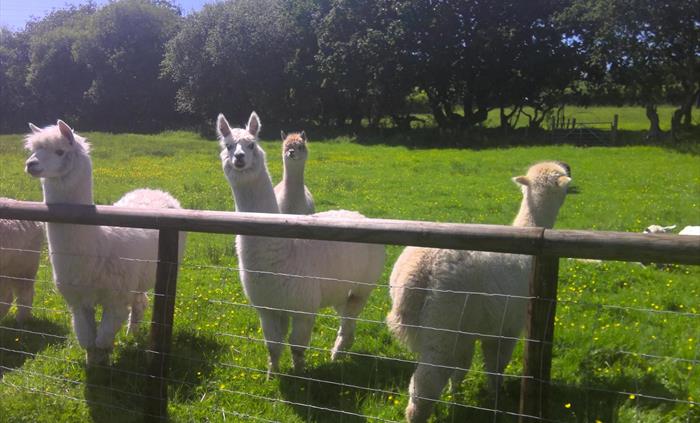 Alpacas are lined up against the fence of the viewing gallery awaiting guests to feed them.